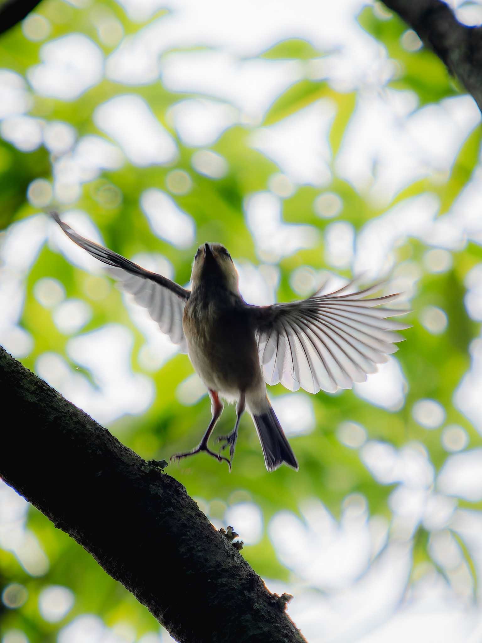 Photo of Varied Tit at 川原大池 by ここは長崎