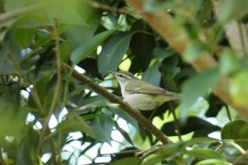 2023年5月28日(日) 東京都の野鳥観察記録