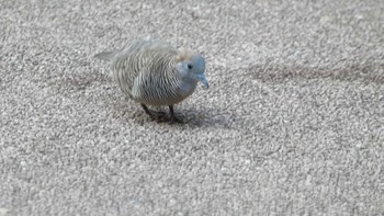 Zebra Dove クアラルンプール(レイクガーデン) Sat, 5/20/2023