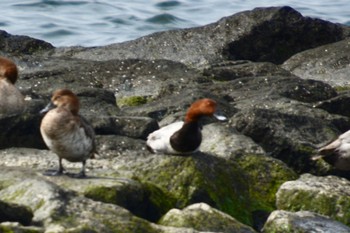 Common Pochard 竹島 Sun, 5/28/2023