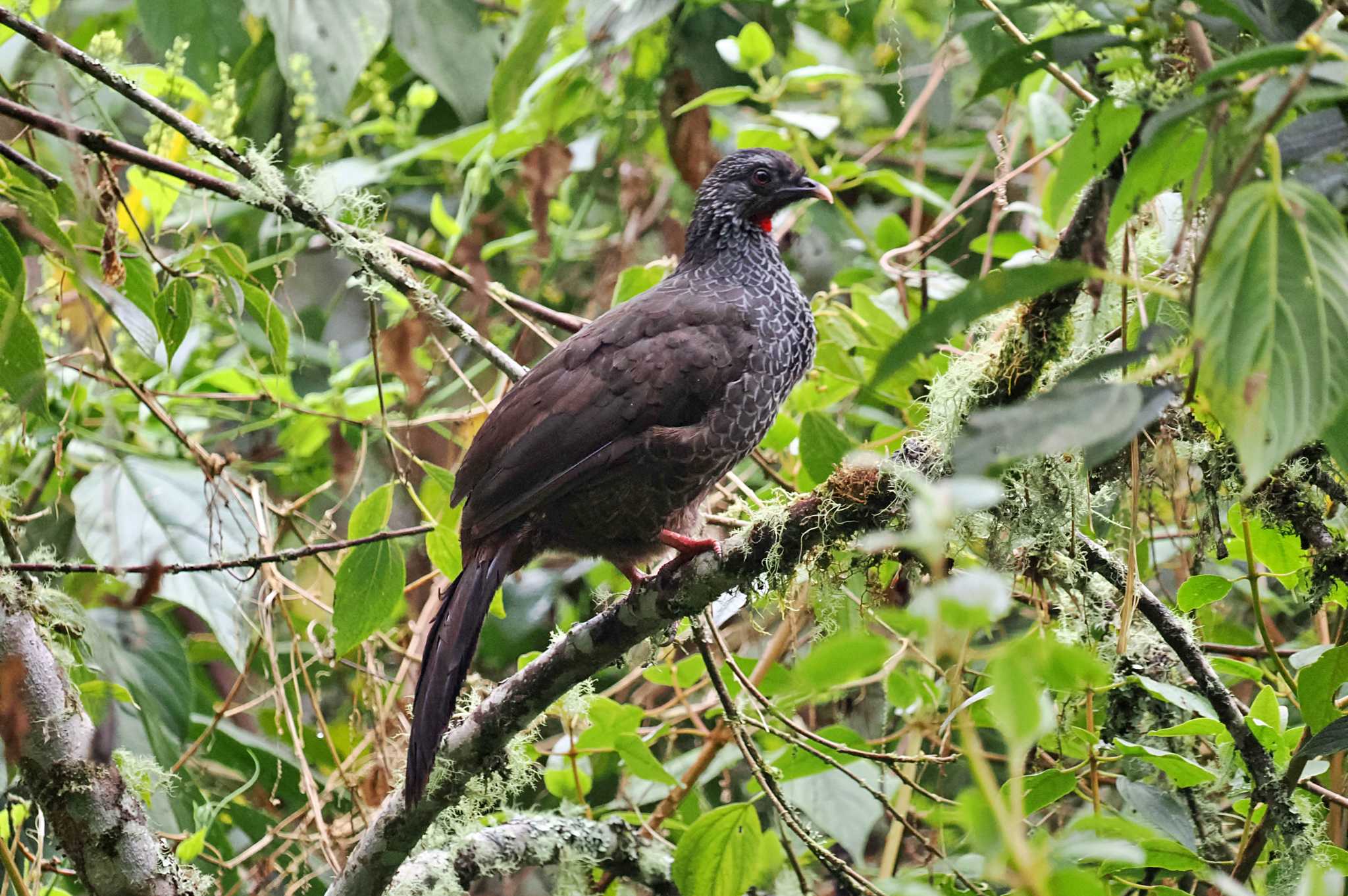 Photo of Andean Guan at Mindo(Ecuador) by 藤原奏冥