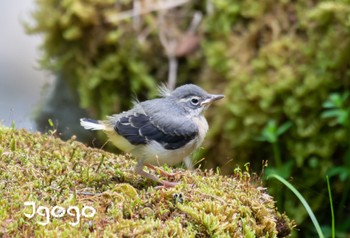 Grey Wagtail 神奈川県 Wed, 5/3/2023