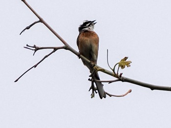 2023年5月28日(日) 福井緑地(札幌市西区)の野鳥観察記録