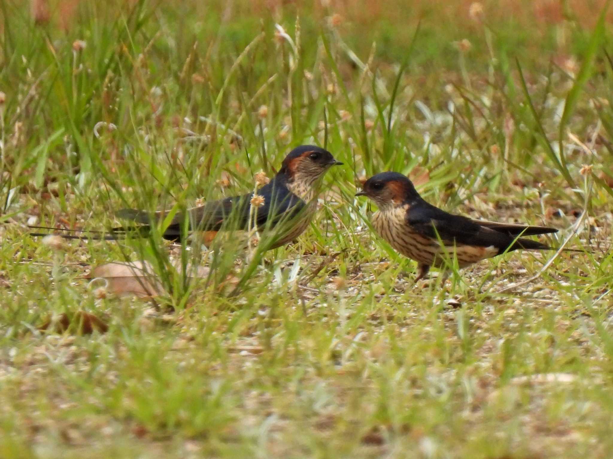 Photo of Red-rumped Swallow at 日本ラインうぬまの森 by 寅次郎