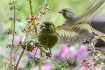 Grey-capped Greenfinch 西宮市 鳴尾浜 Sun, 5/28/2023