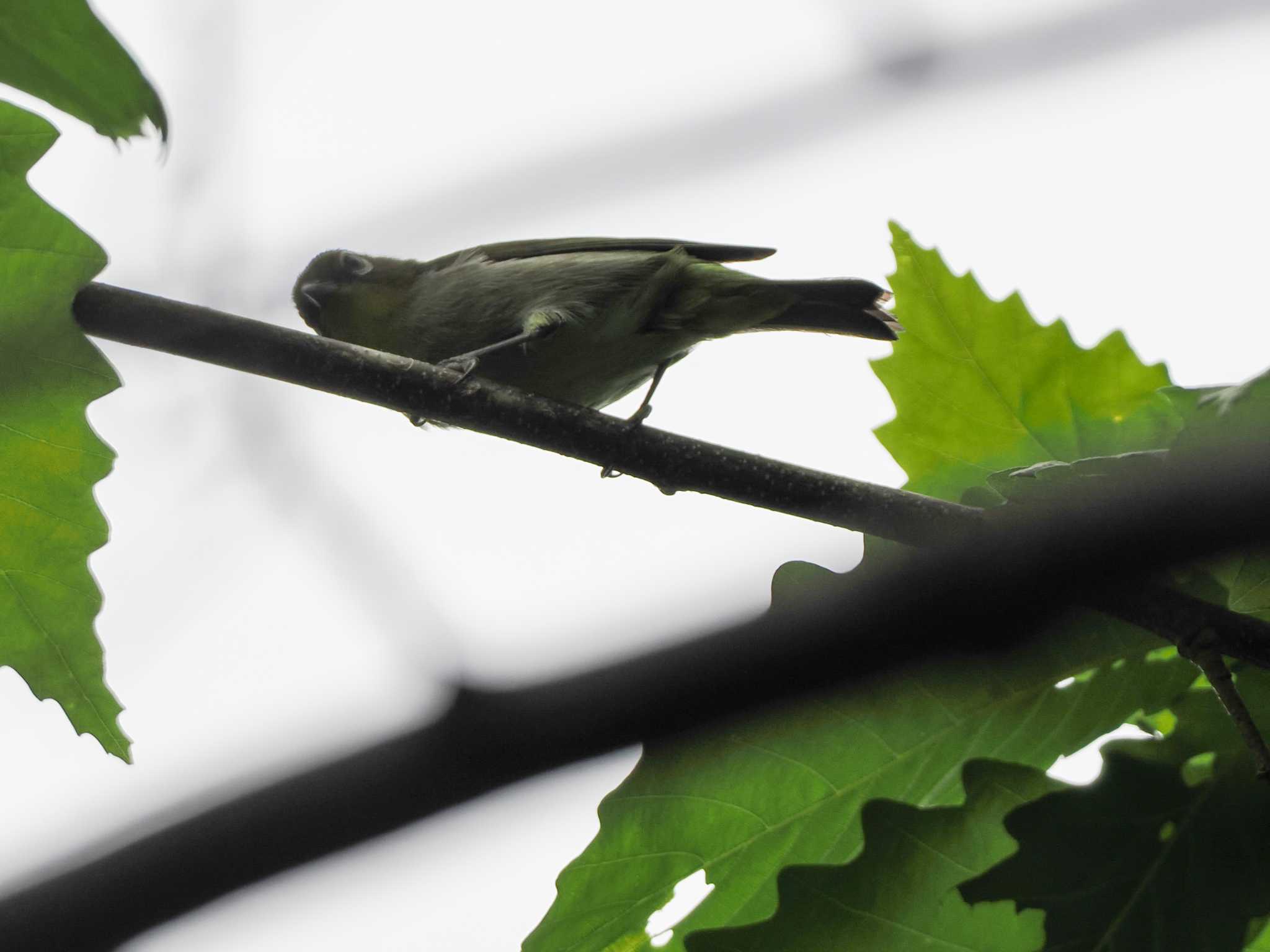 Warbling White-eye