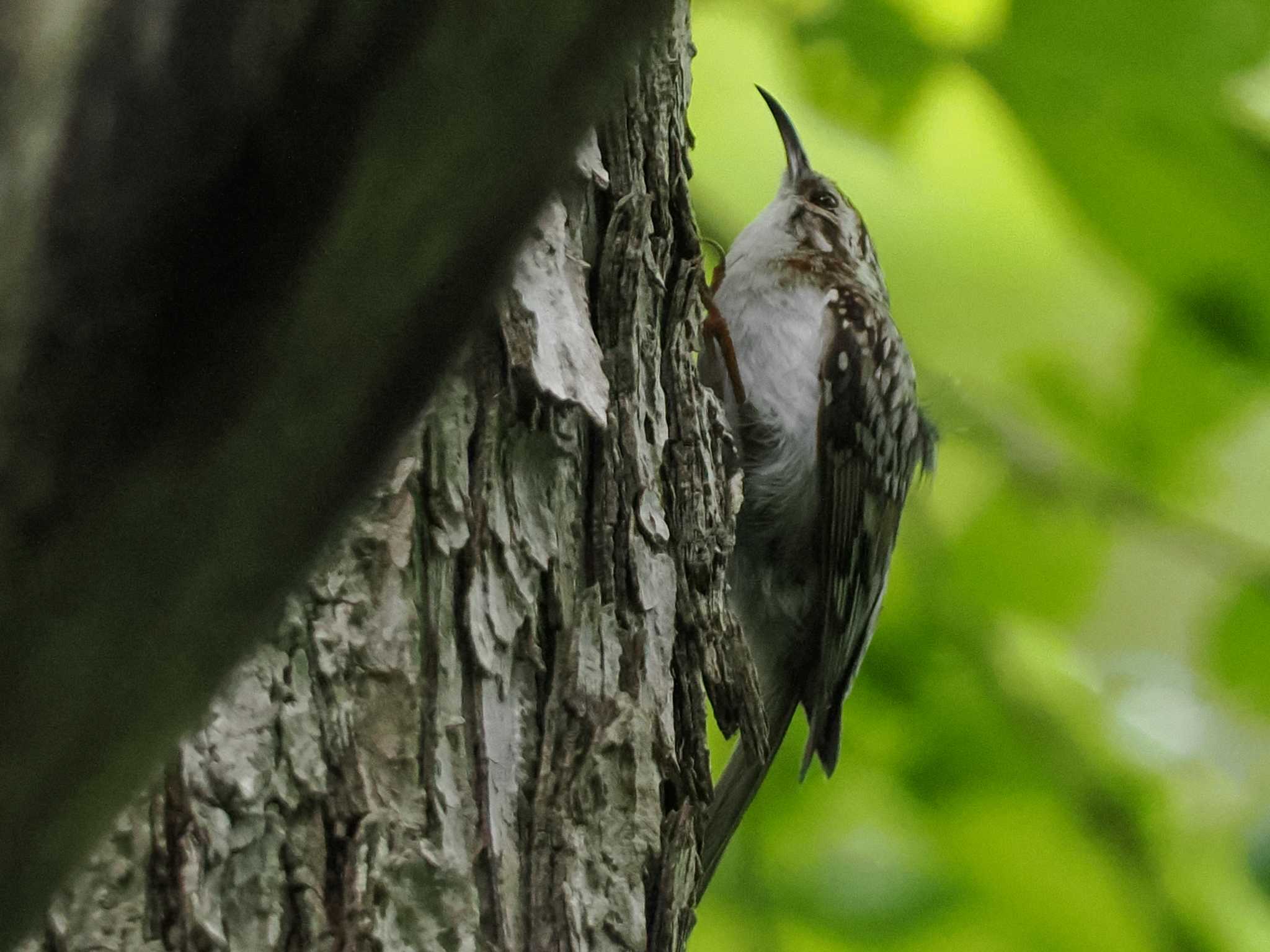 Eurasian Treecreeper(daurica)