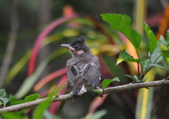 Red-whiskered Bulbul カンボジア Fri, 5/15/2015