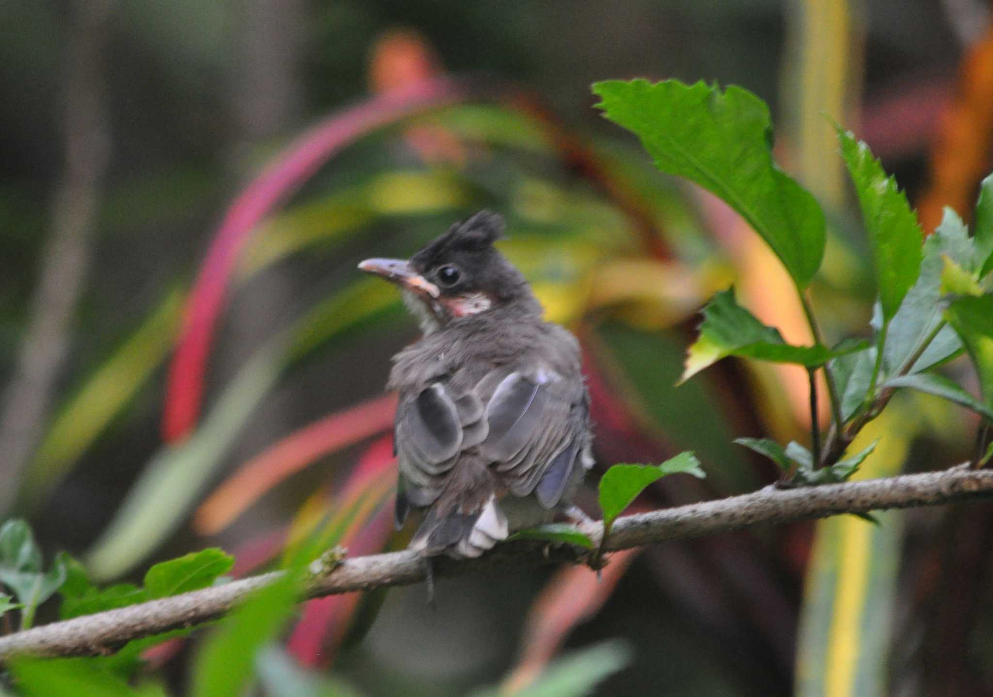 Red-whiskered Bulbul