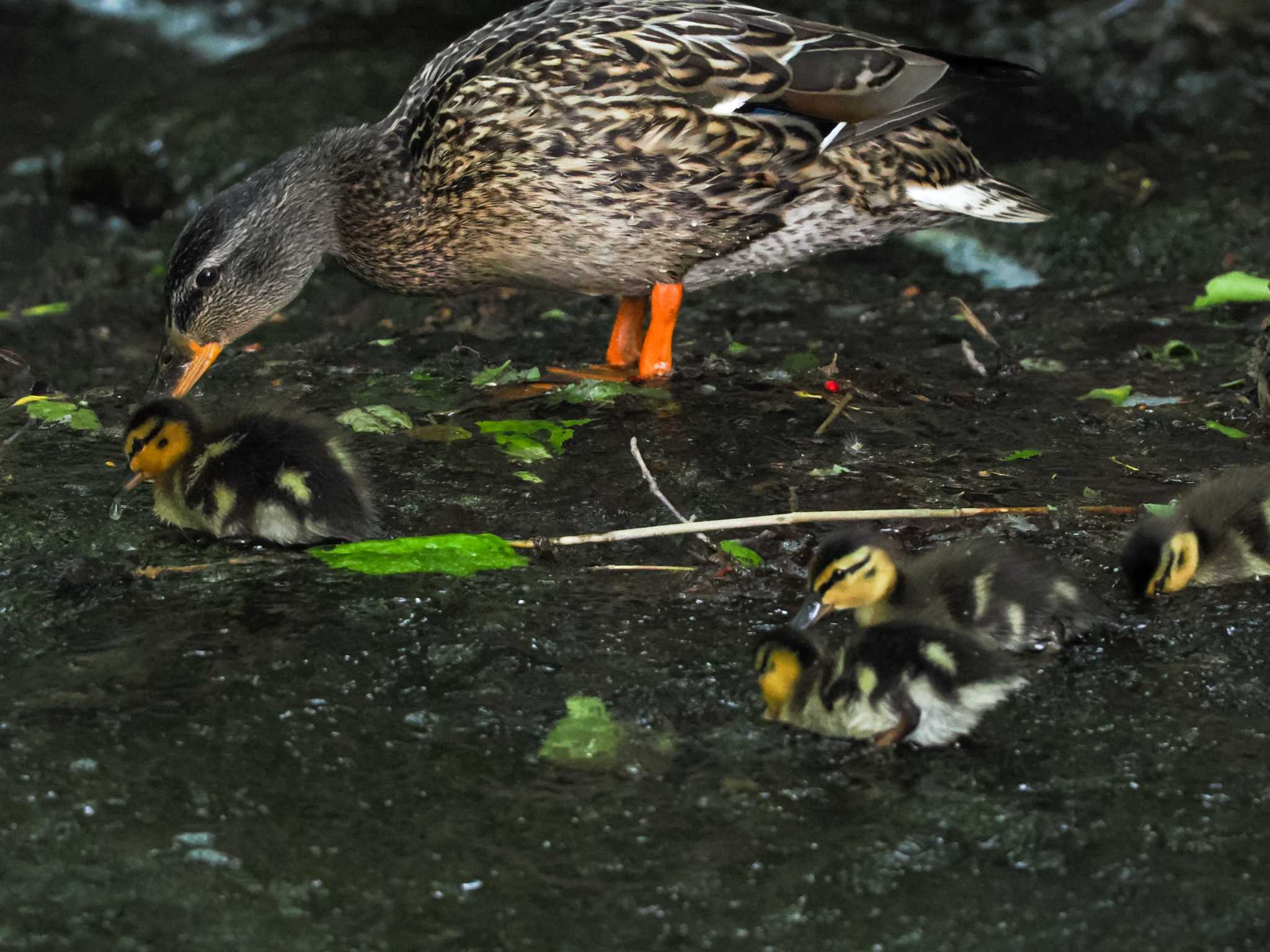 西岡公園(西岡水源地) マガモの写真 by 98_Ark (98ｱｰｸ)