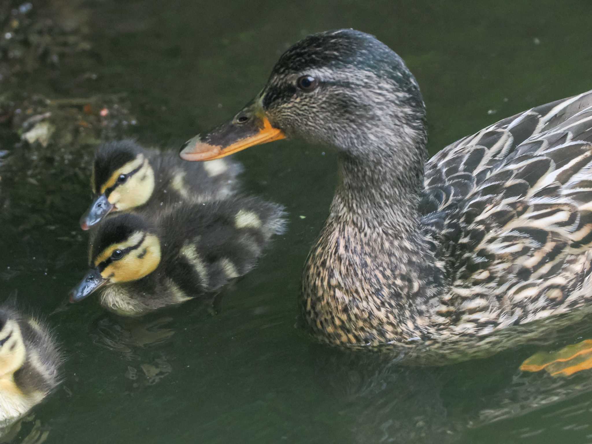 西岡公園(西岡水源地) マガモの写真 by 98_Ark (98ｱｰｸ)