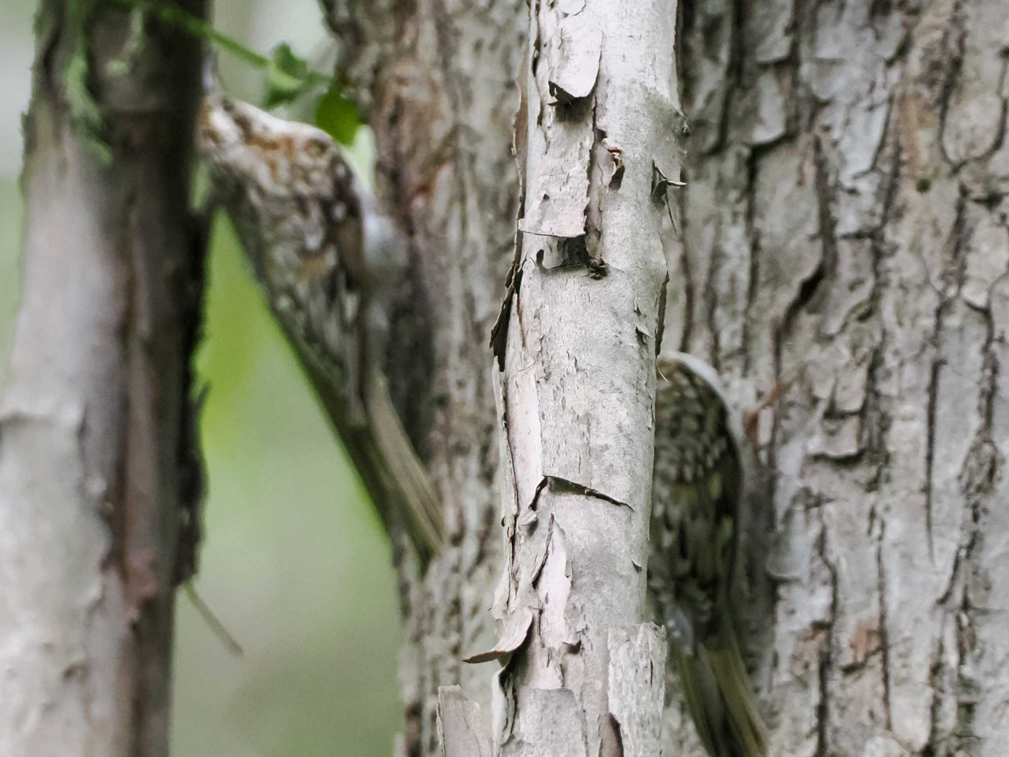 Eurasian Treecreeper(daurica)