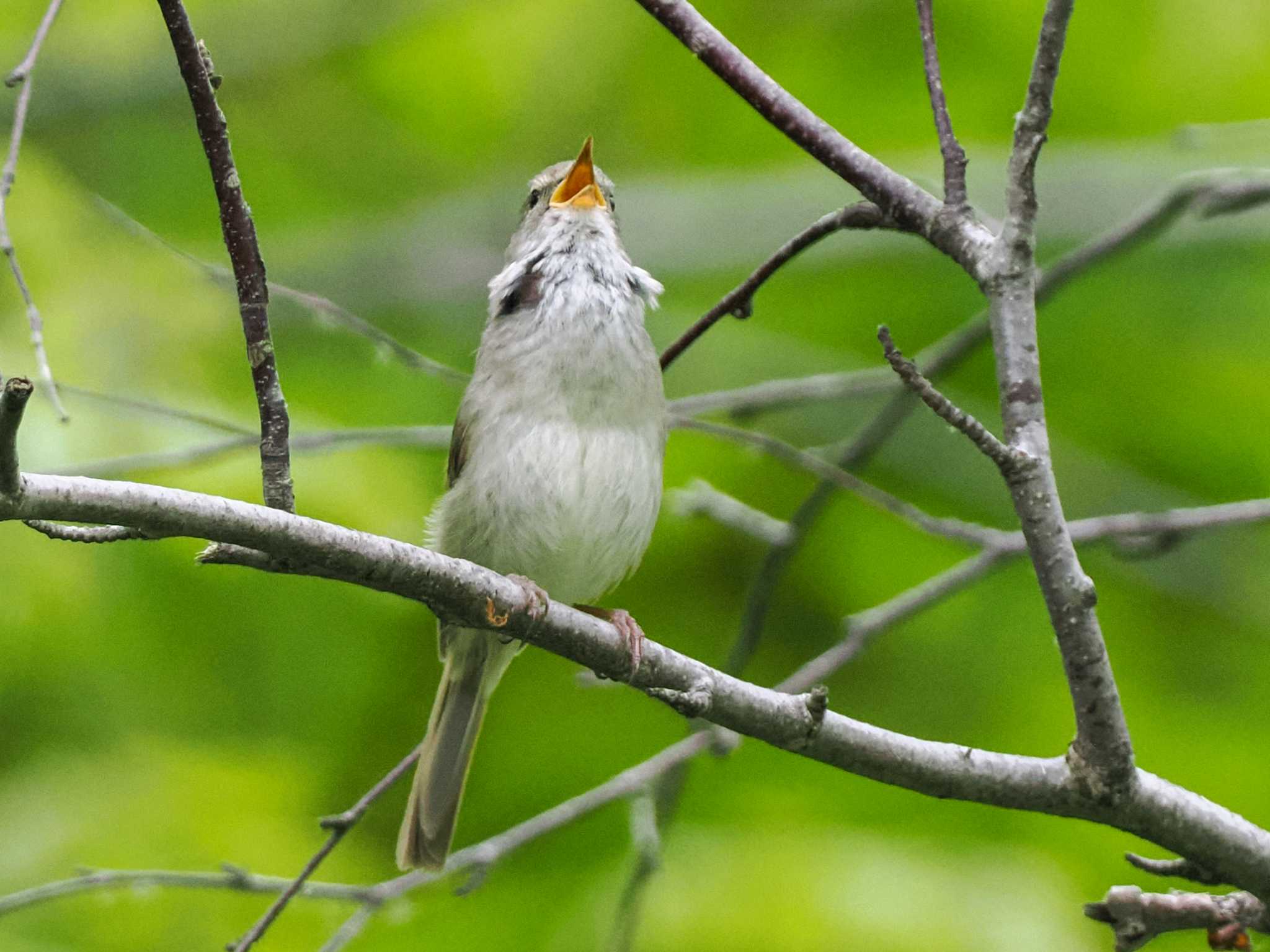 Japanese Bush Warbler