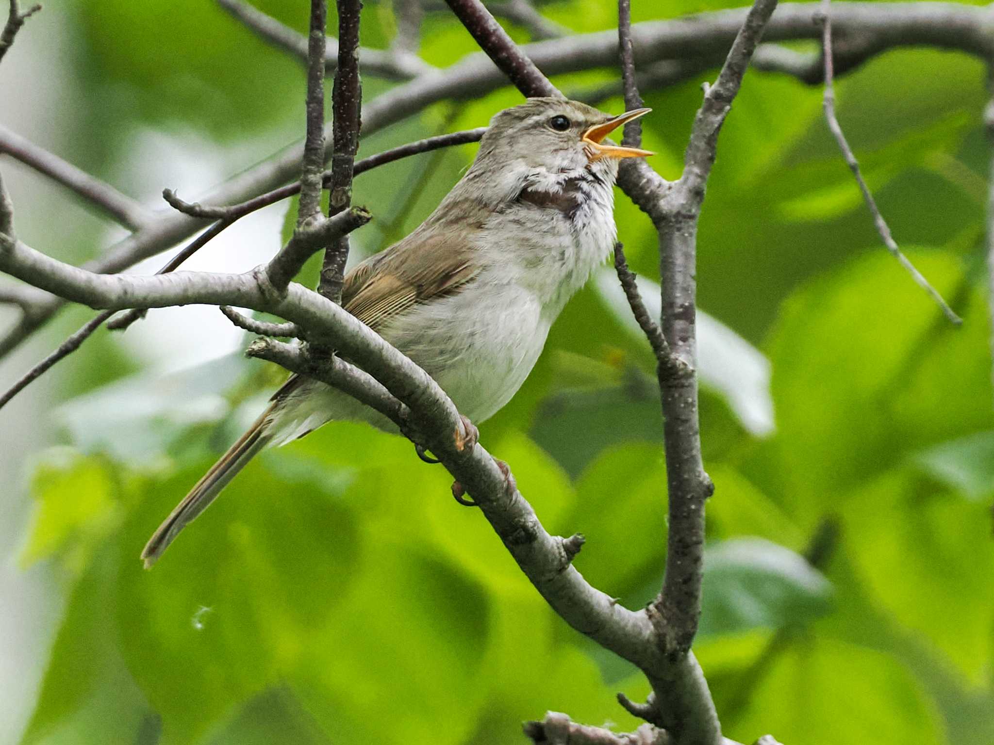 Photo of Japanese Bush Warbler at Nishioka Park by 98_Ark (98ｱｰｸ)