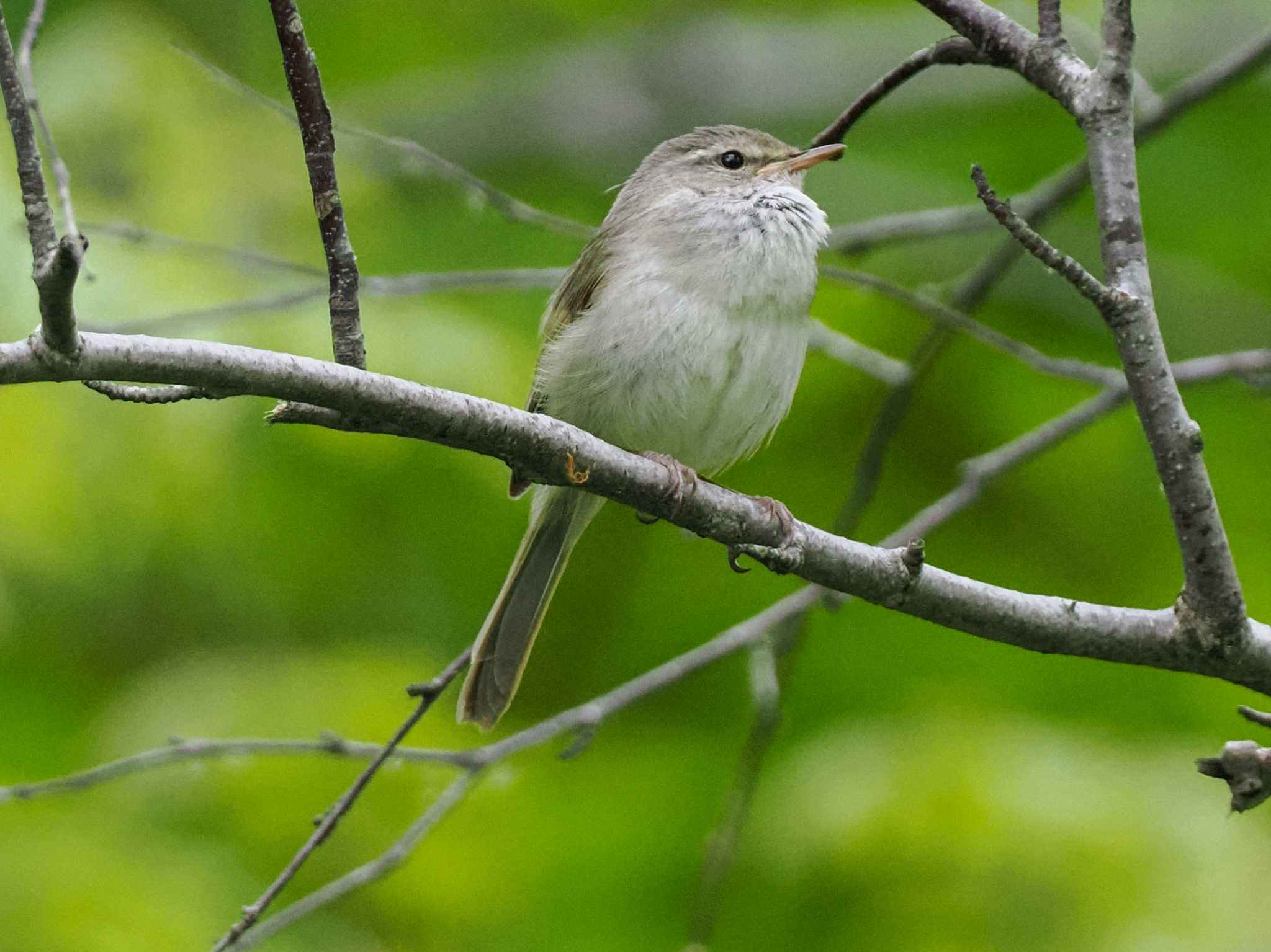 Photo of Japanese Bush Warbler at Nishioka Park by 98_Ark (98ｱｰｸ)