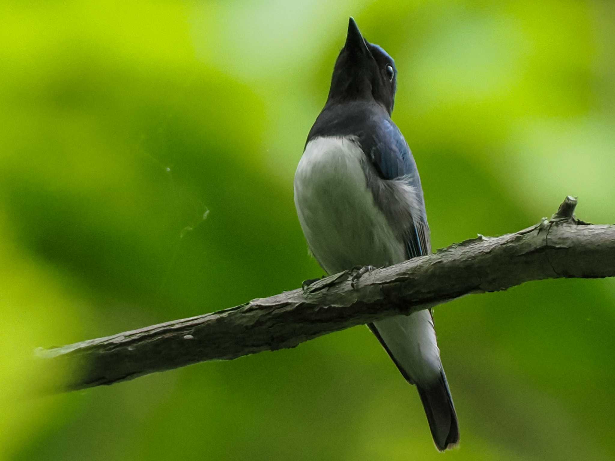 Blue-and-white Flycatcher