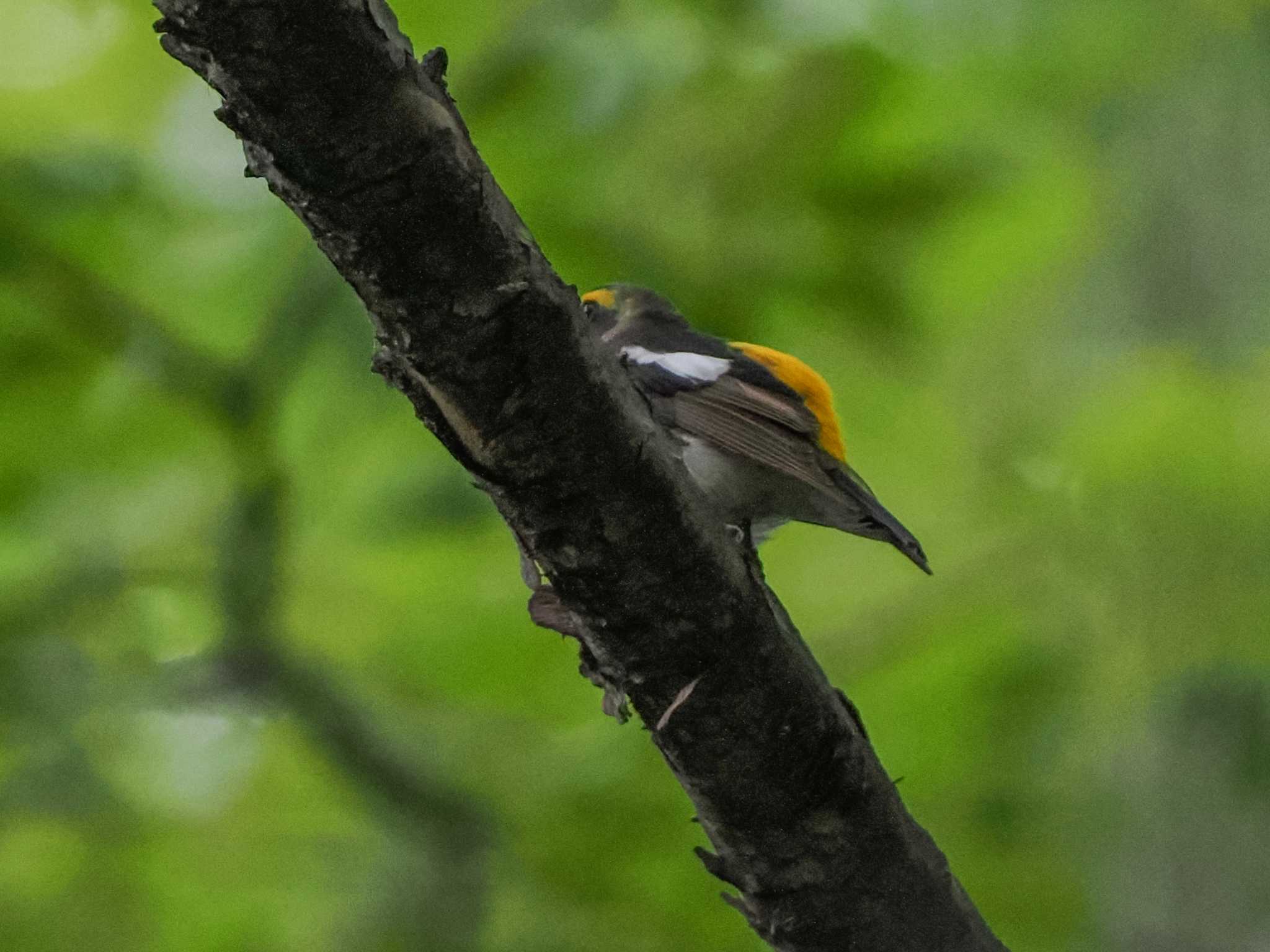 Narcissus Flycatcher