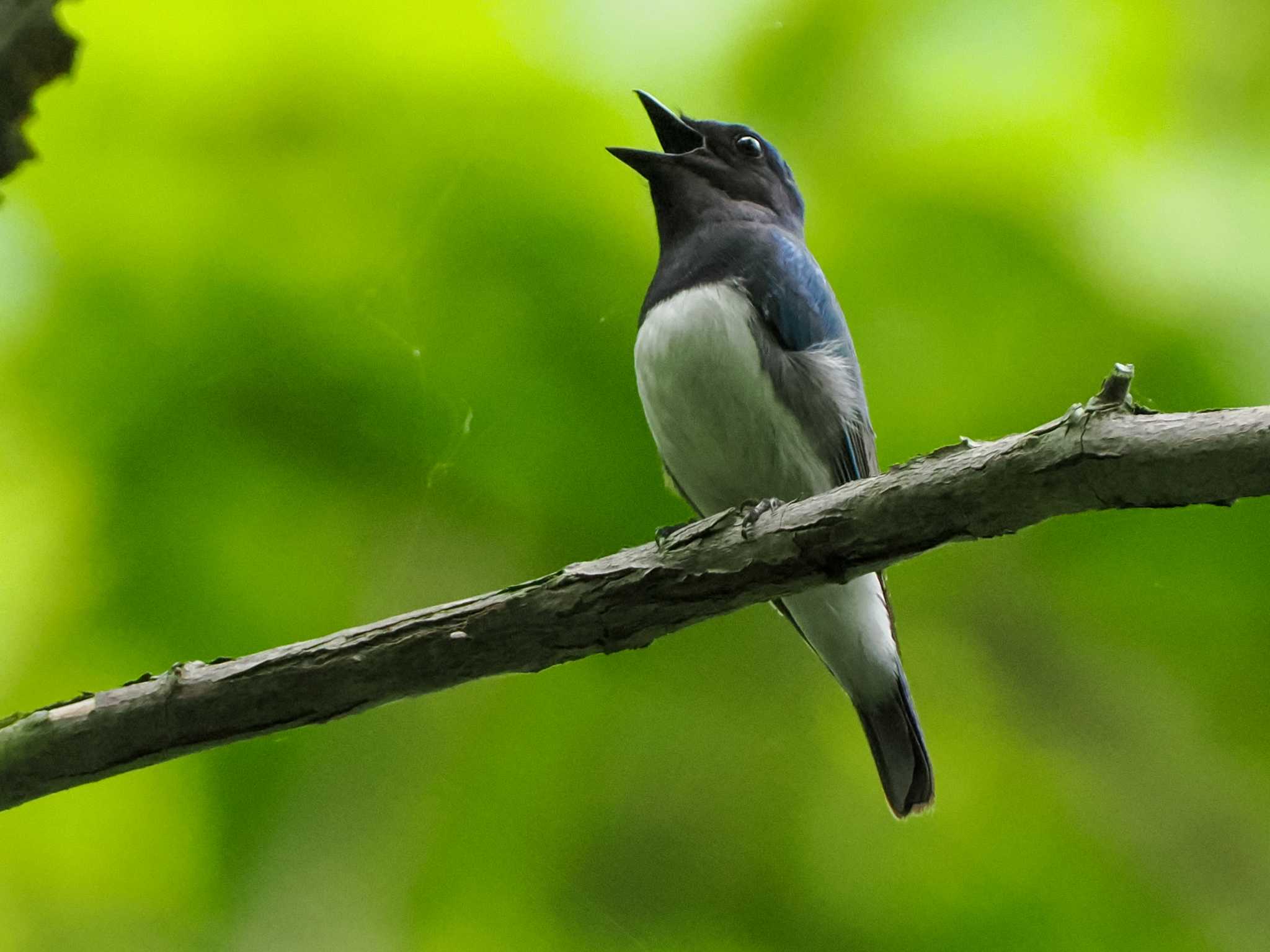 Photo of Blue-and-white Flycatcher at Nishioka Park by 98_Ark (98ｱｰｸ)