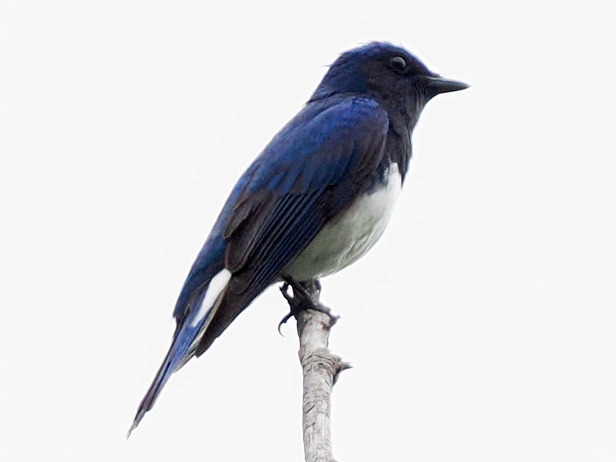 Blue-and-white Flycatcher