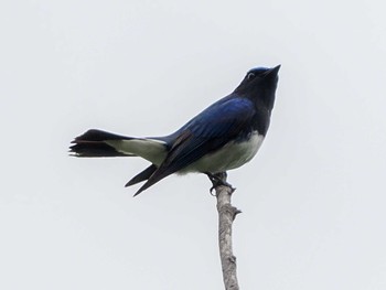 2023年5月28日(日) 西岡公園(西岡水源地)の野鳥観察記録