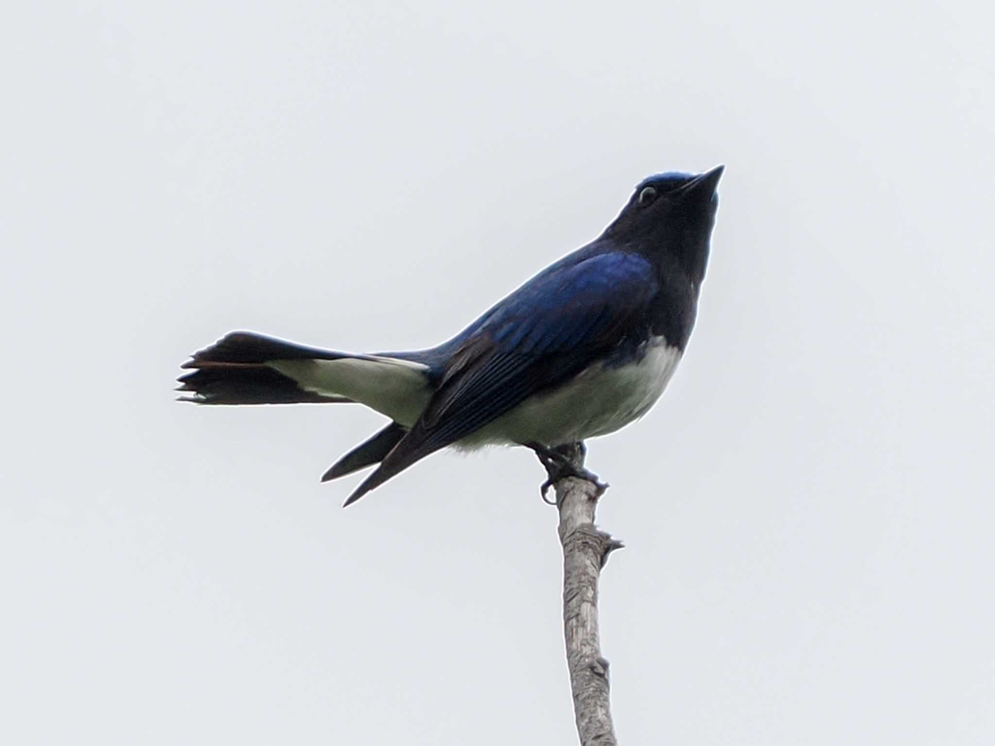 Blue-and-white Flycatcher