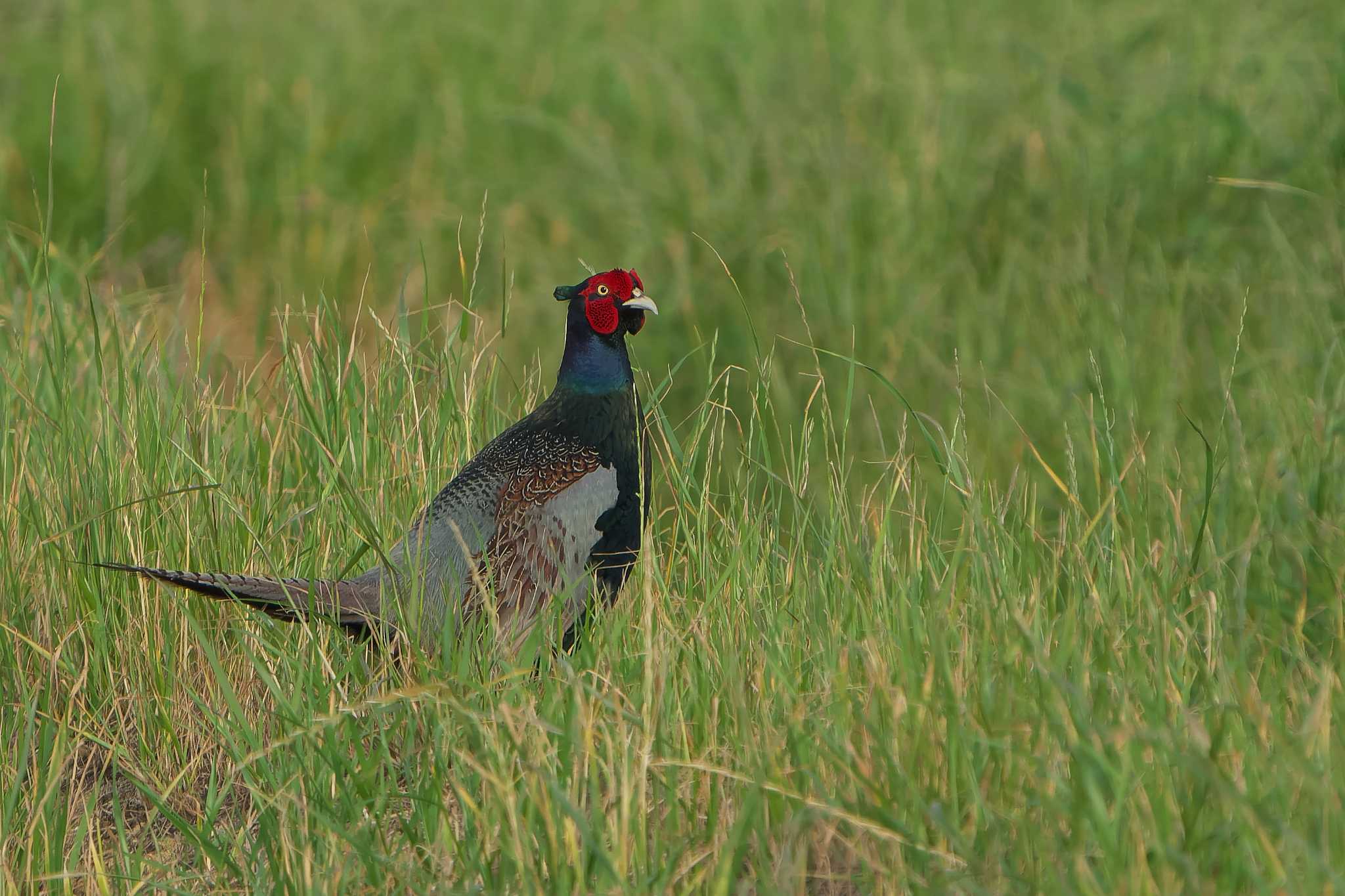 Green Pheasant