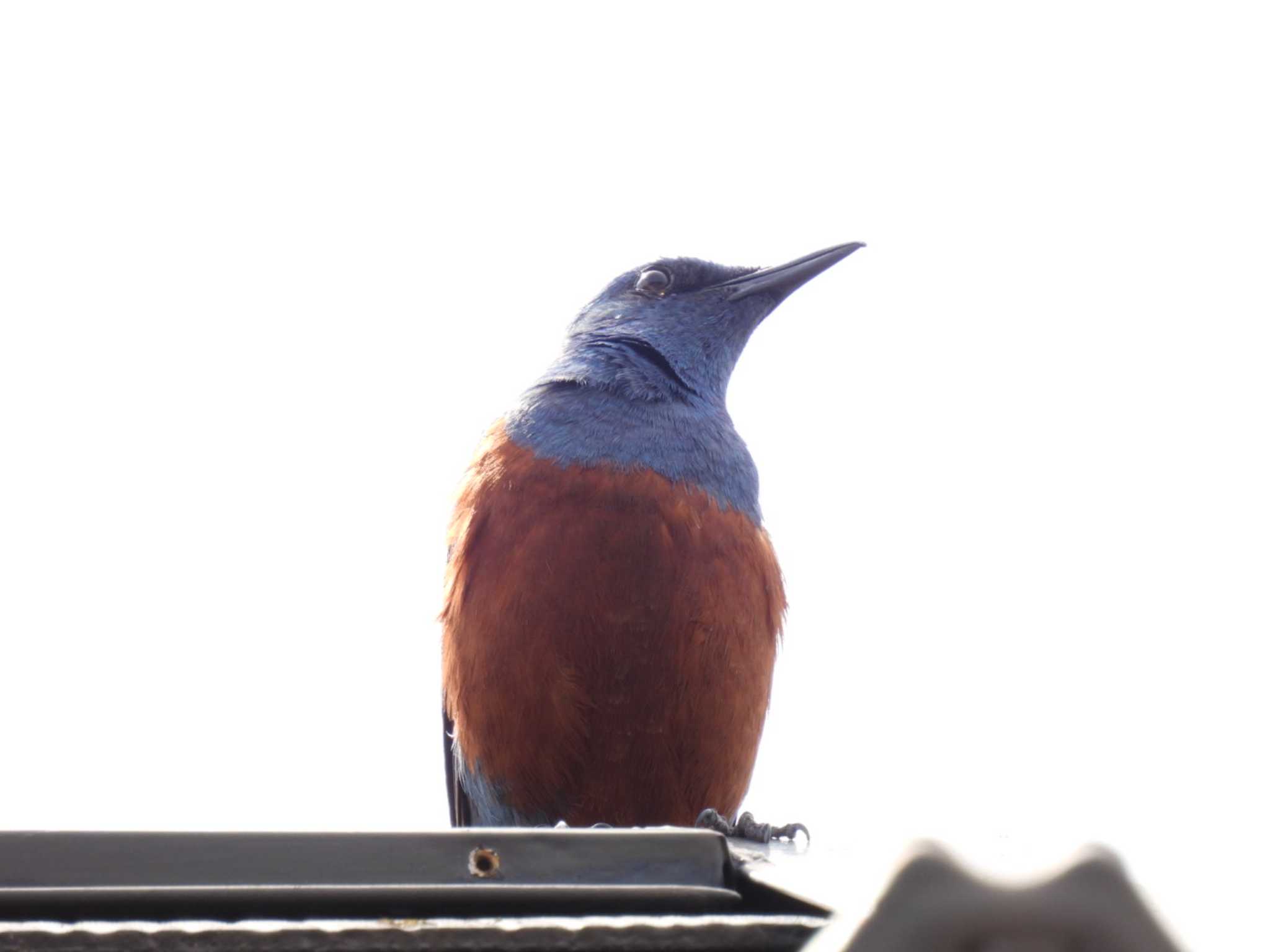 Blue Rock Thrush