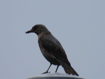 Blue Rock Thrush 横須賀 Sun, 5/28/2023