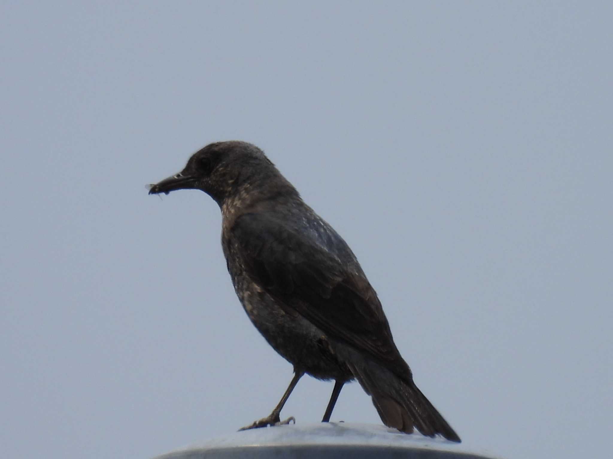 Photo of Blue Rock Thrush at 横須賀 by カズー