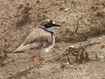 Little Ringed Plover 横須賀 Sun, 5/28/2023