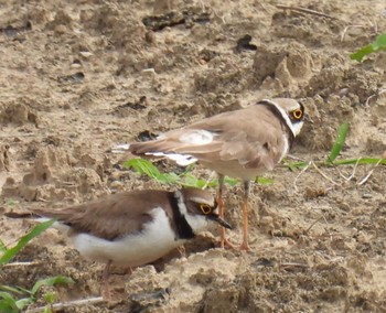 Little Ringed Plover 横須賀 Sun, 5/28/2023