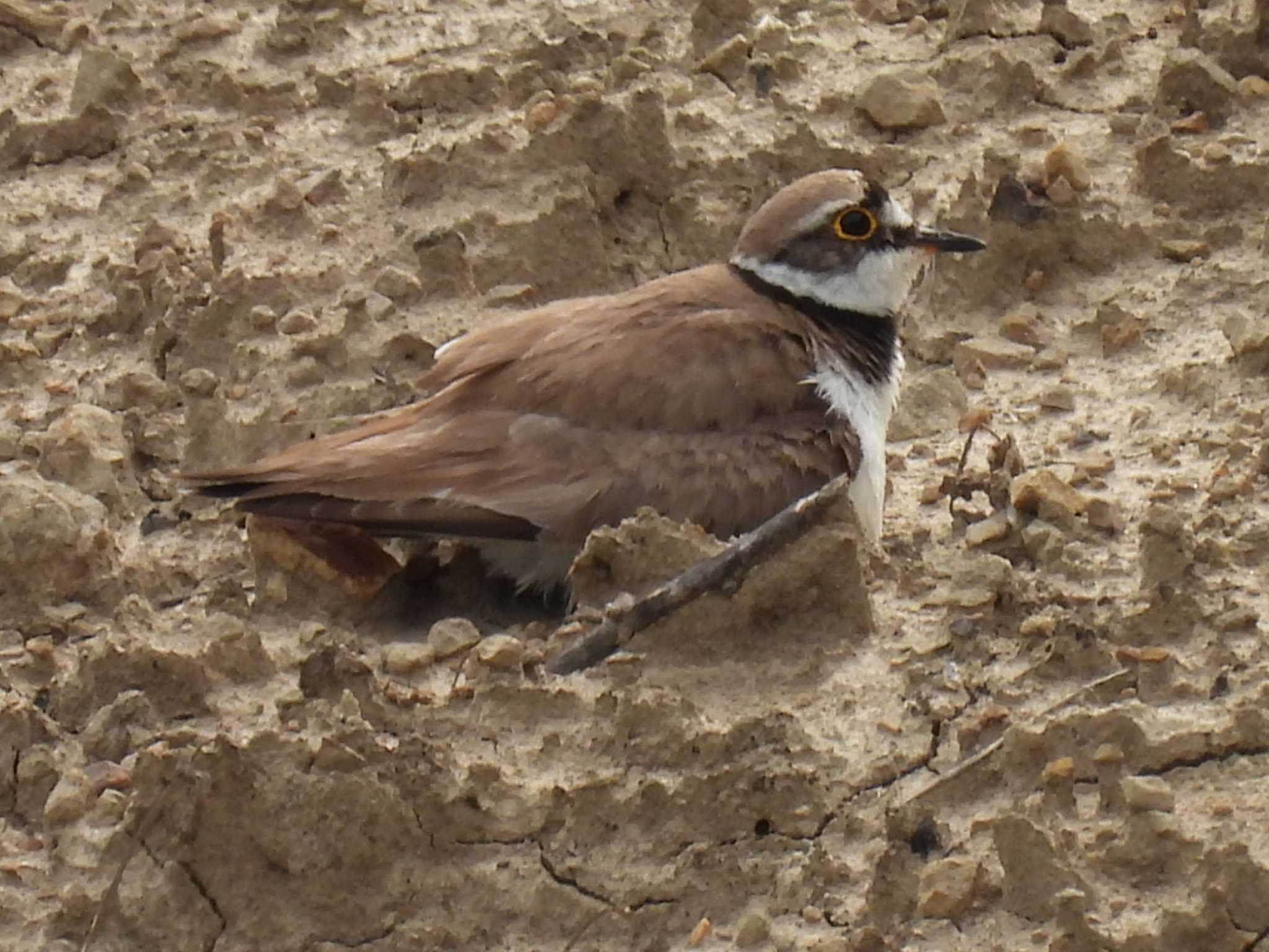 Photo of Little Ringed Plover at 横須賀 by カズー