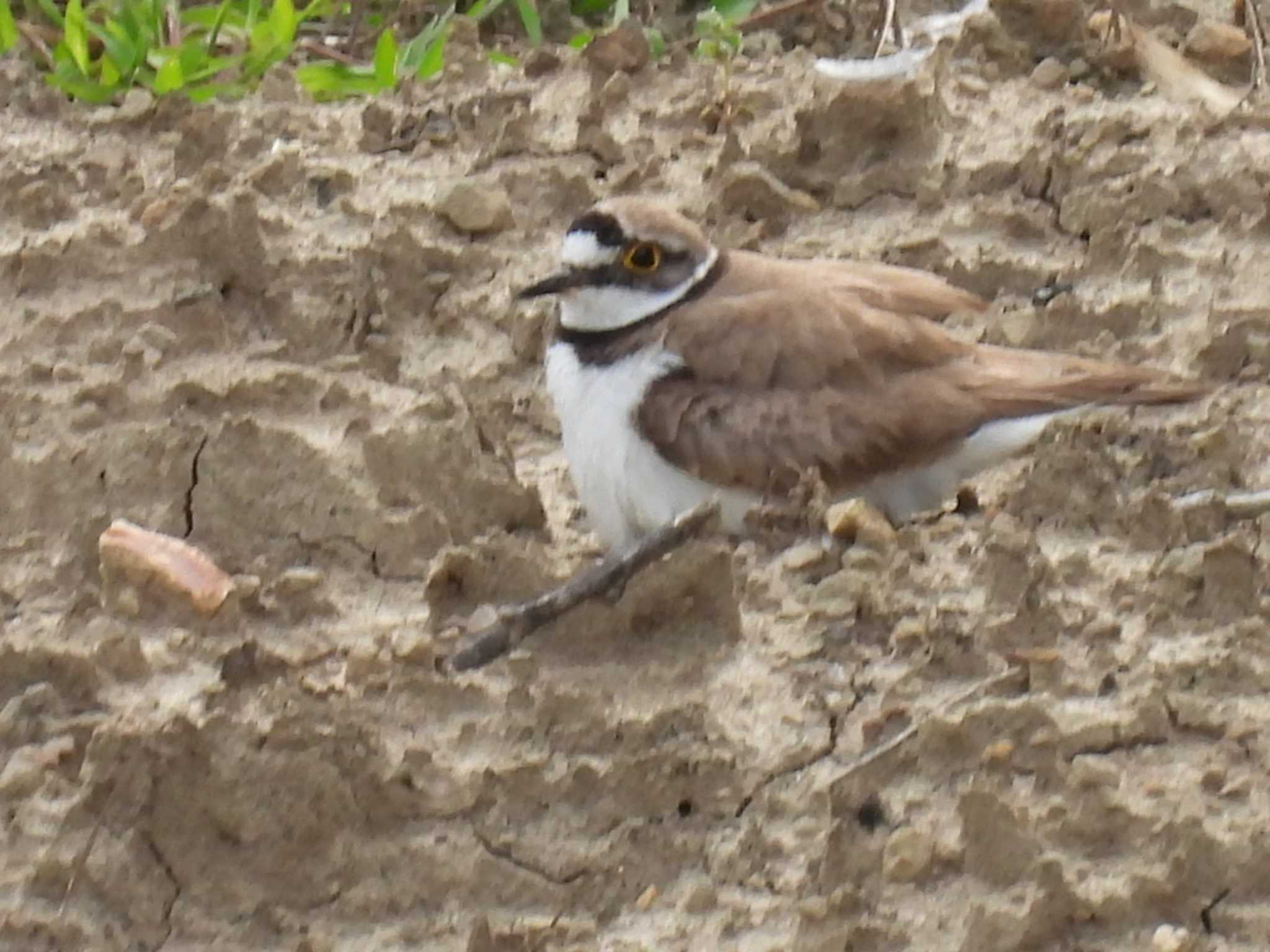 Little Ringed Plover