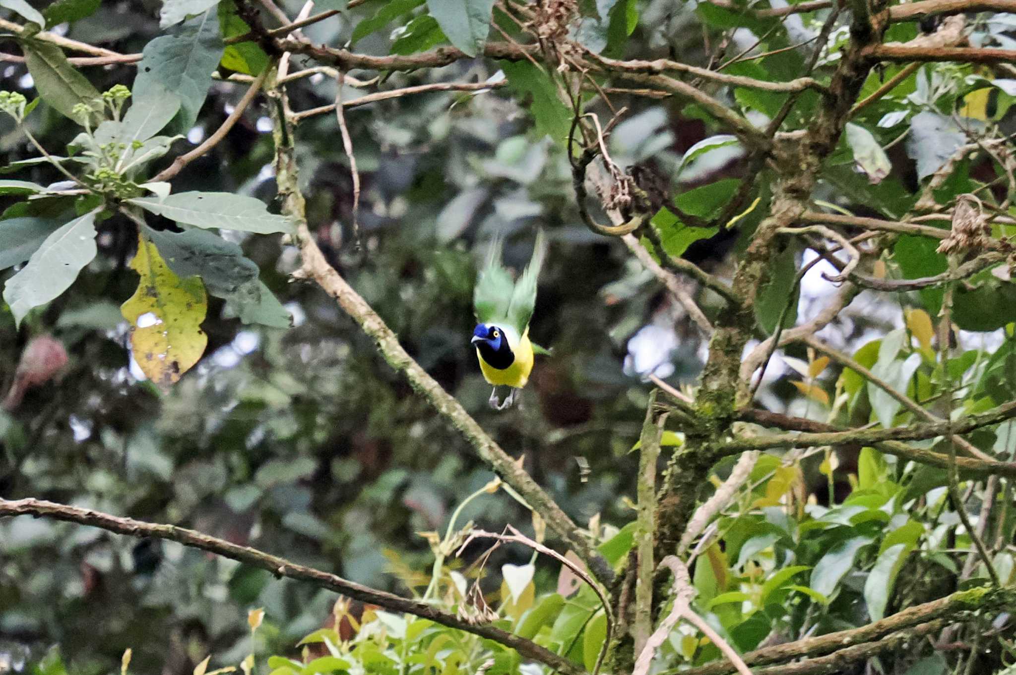 Mindo(Ecuador) インカサンジャクの写真 by 藤原奏冥