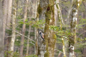 White-backed Woodpecker 上高地 Sat, 5/13/2023