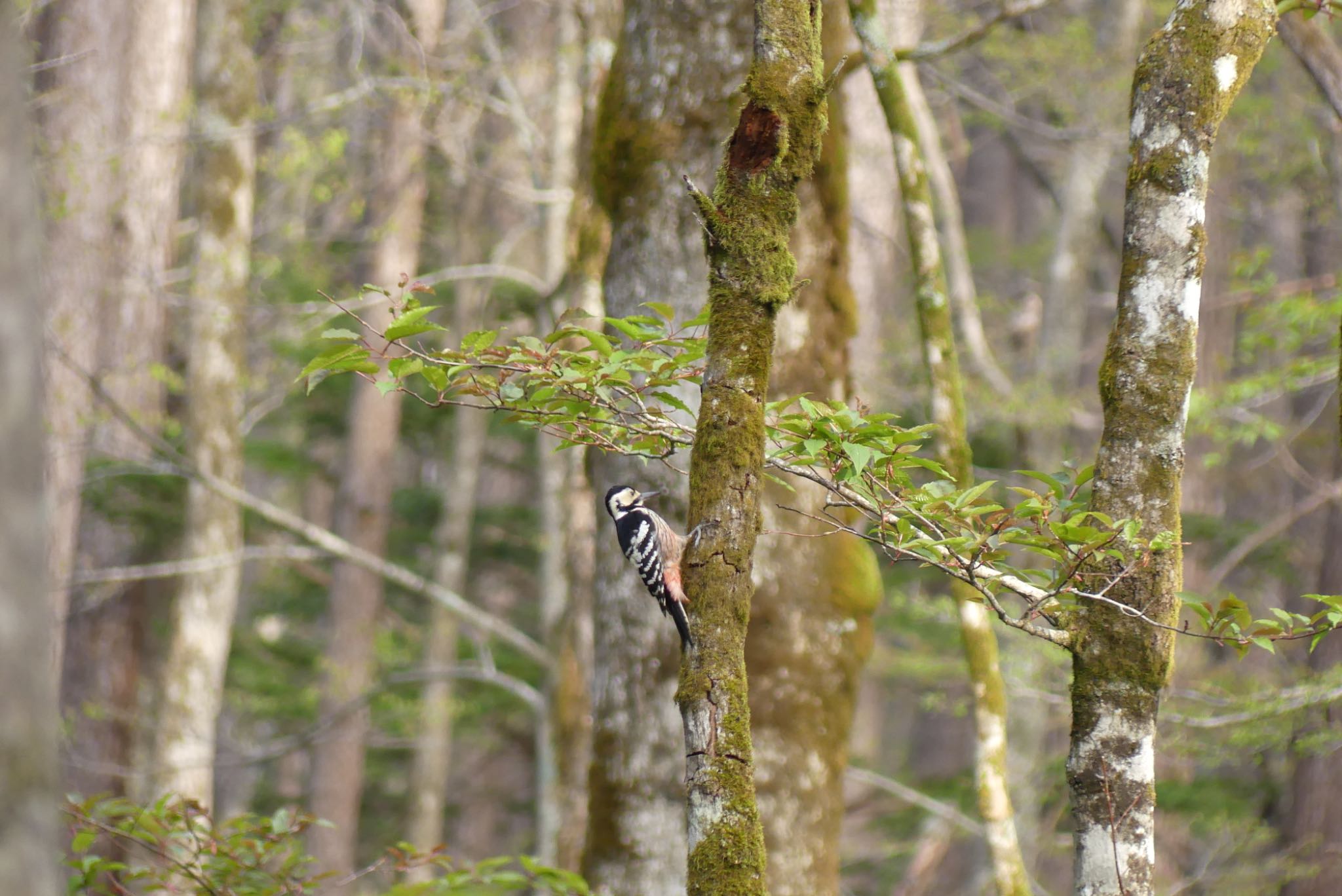 White-backed Woodpecker