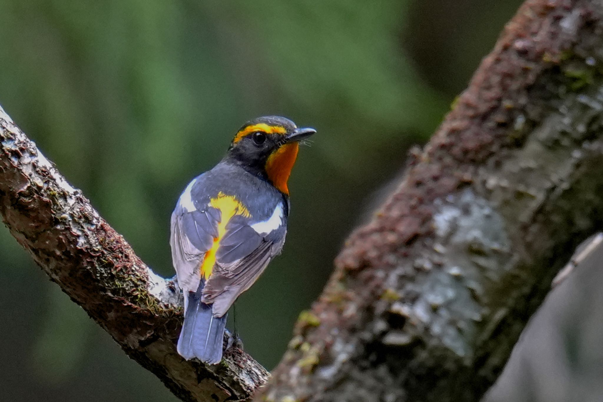 Photo of Narcissus Flycatcher at 八王子城跡 by アポちん