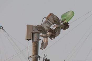 Common Cuckoo Unknown Spots Wed, 5/17/2023