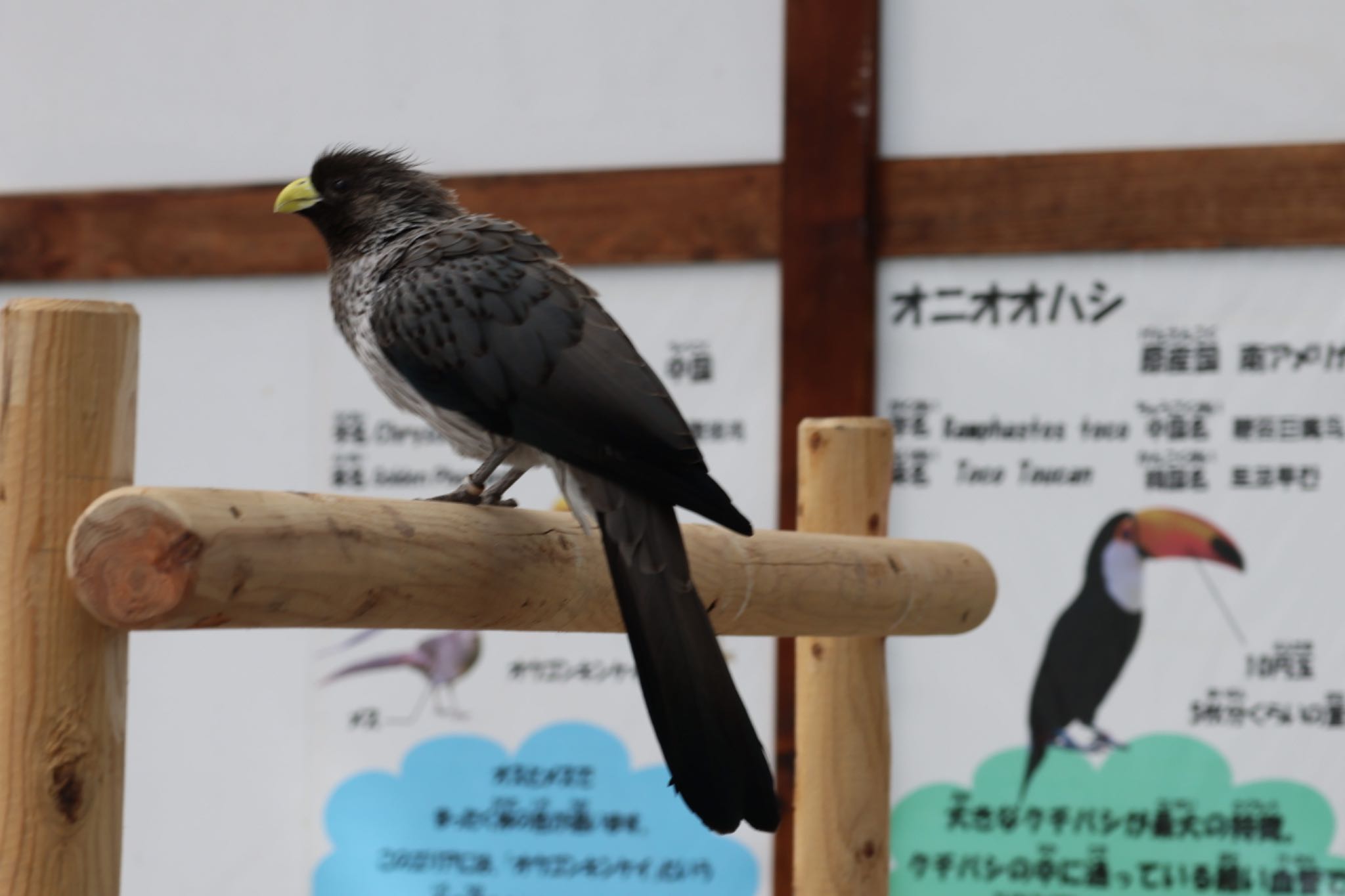 掛川花鳥園 ハイイロエボシドリの写真 by フーさん