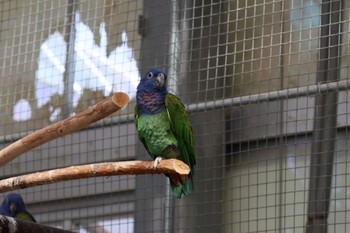 Blue-headed Parrot