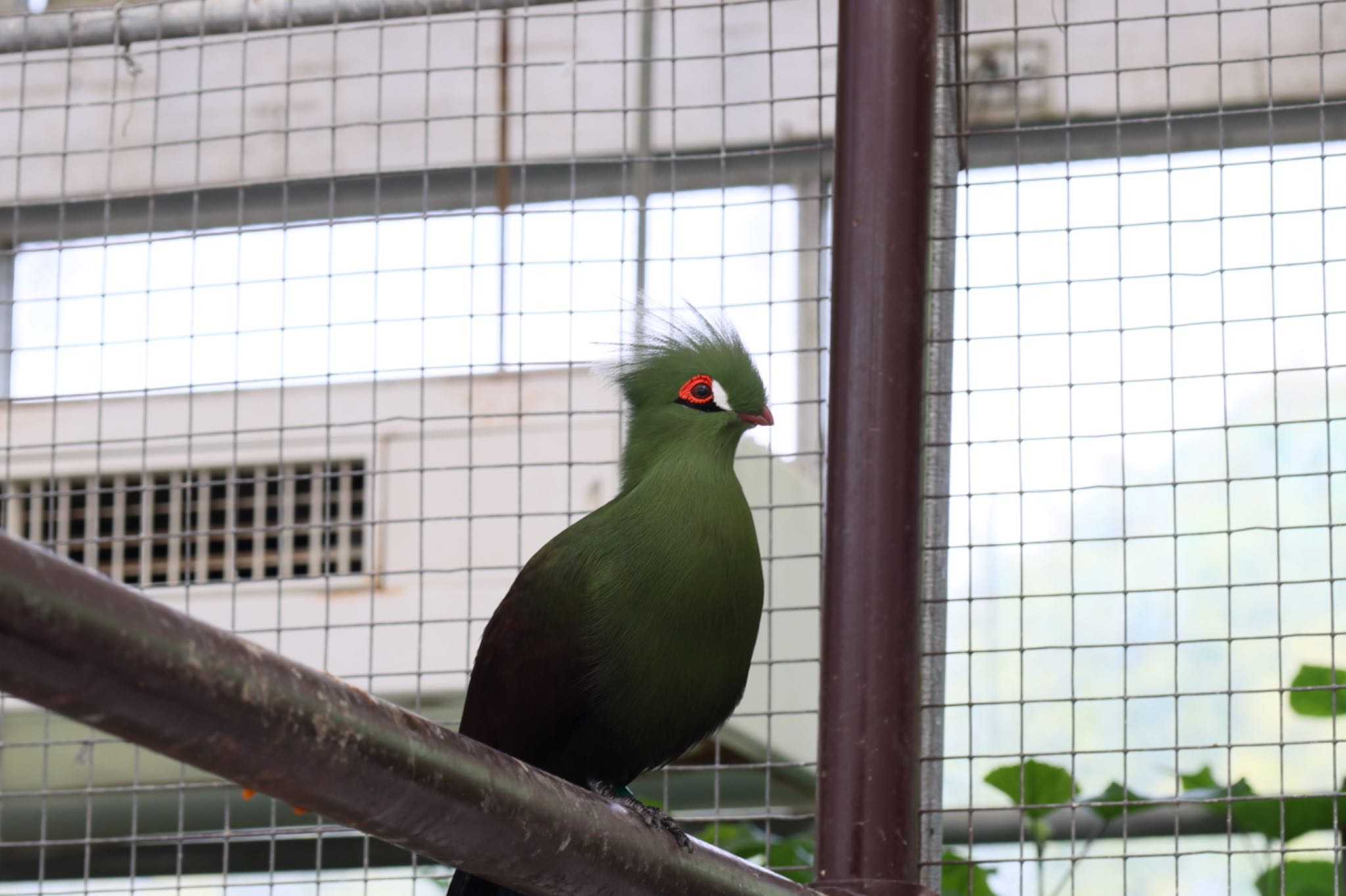 掛川花鳥園 リビングストンエボシドリの写真 by フーさん