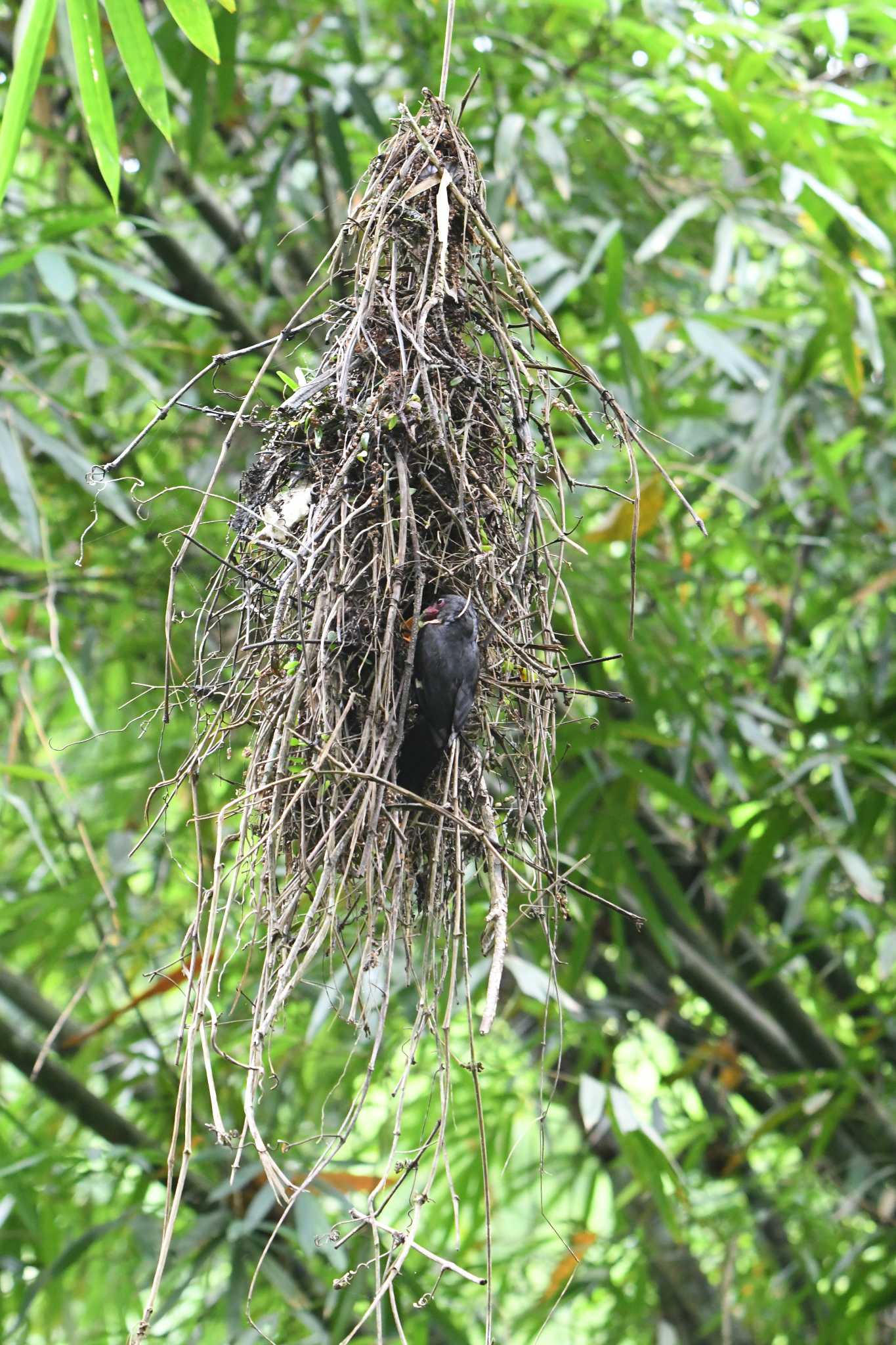 Dusky Broadbill