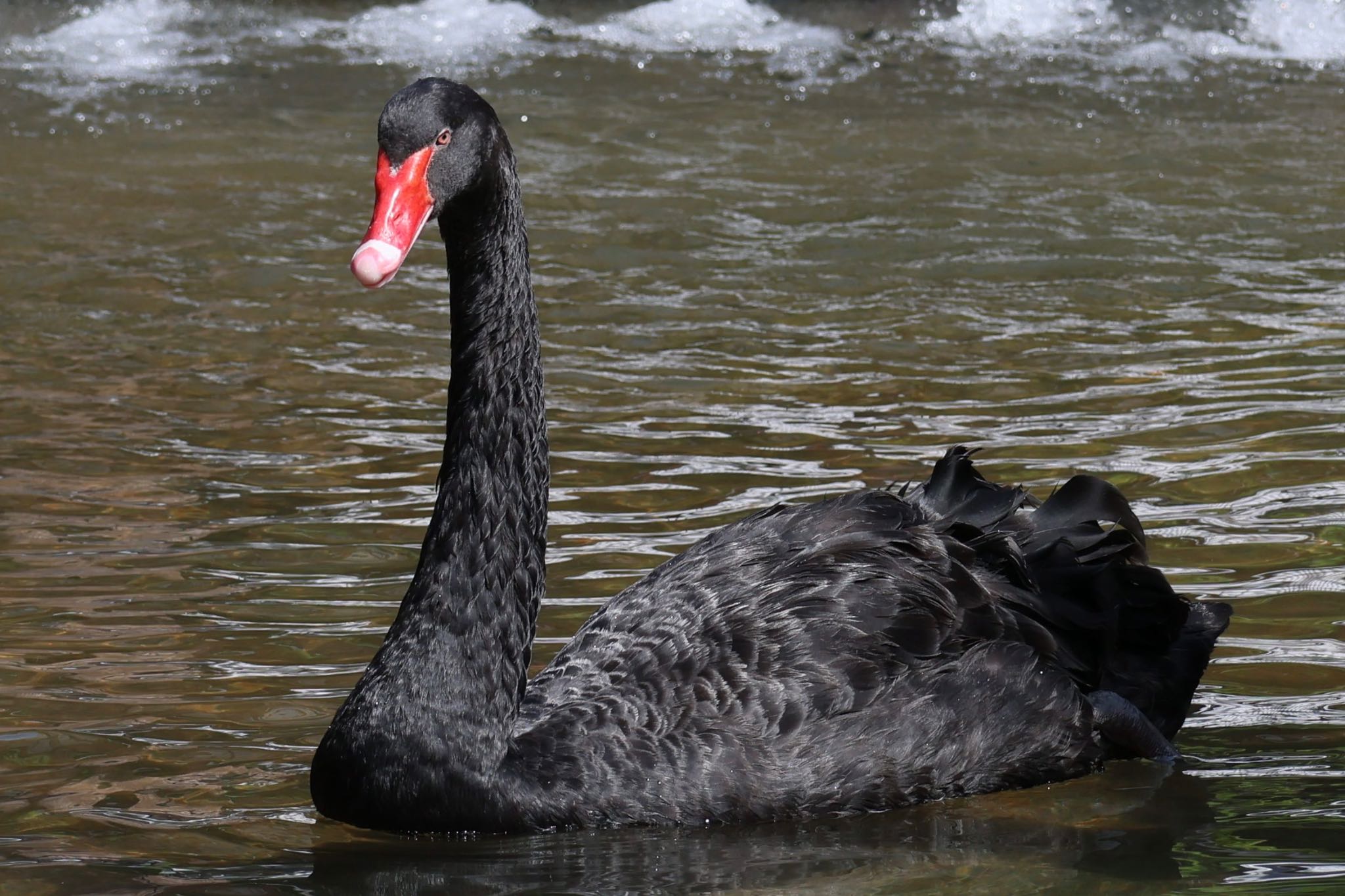 Photo of Black Swan at 掛川花鳥園 by フーさん