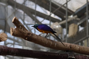 キンムネオナガテリムク 掛川花鳥園 2023年5月28日(日)