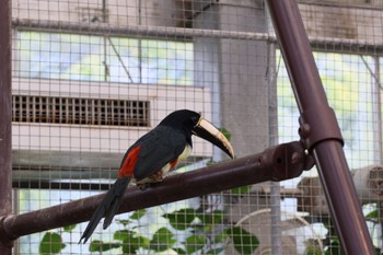 アカオビチュウハシ 掛川花鳥園 2023年5月28日(日)