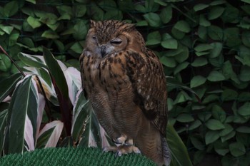 ワシミミズク 掛川花鳥園 2023年5月28日(日)