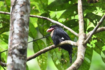 Dusky Broadbill