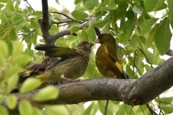 Grey-capped Greenfinch Mizumoto Park Sun, 5/28/2023