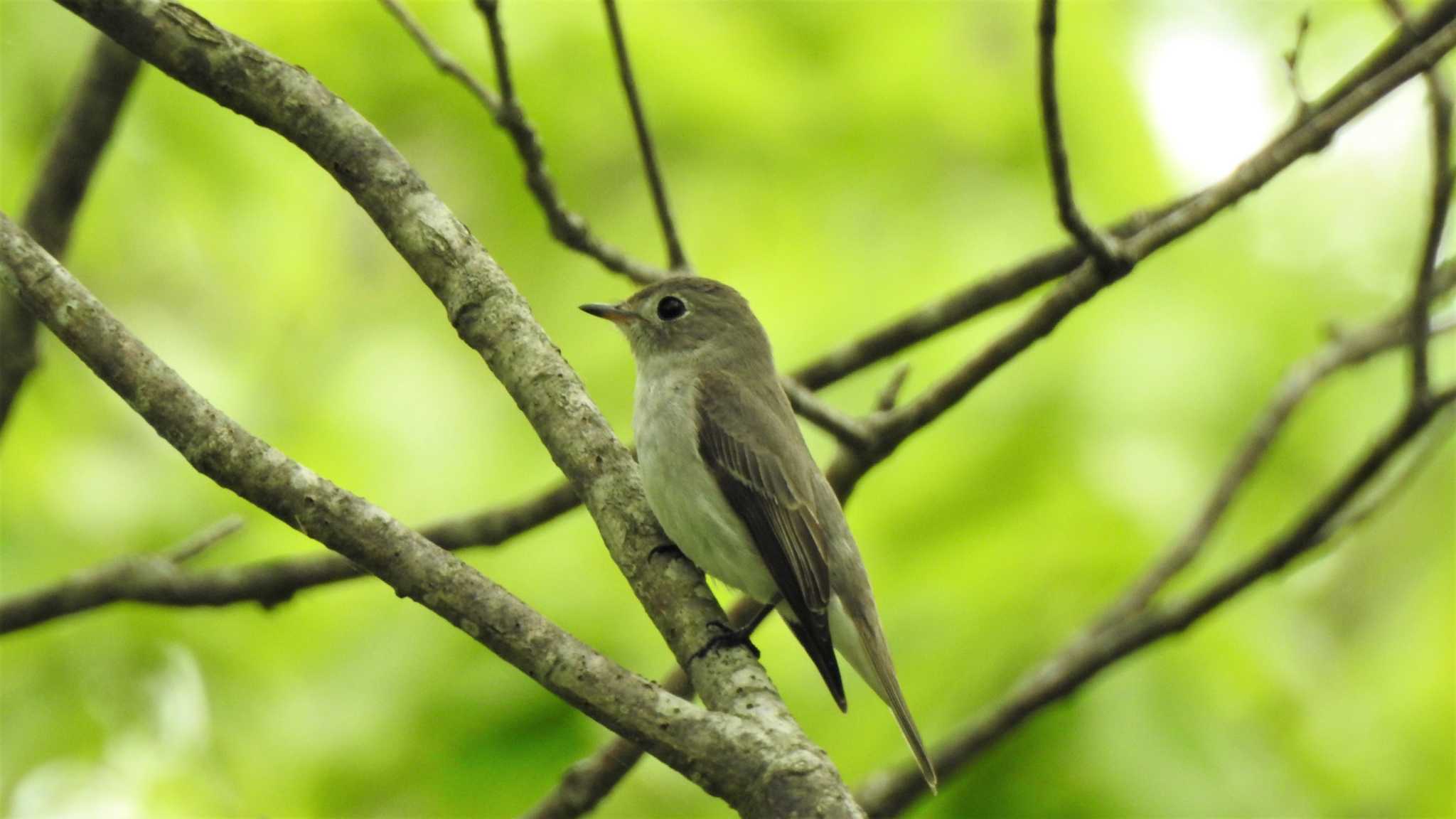 Photo of Asian Brown Flycatcher at 南部山健康運動公園(青森県八戸市) by 緑の風