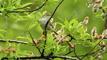 2023年5月20日(土) 舘野公園(青森県六戸町)の野鳥観察記録